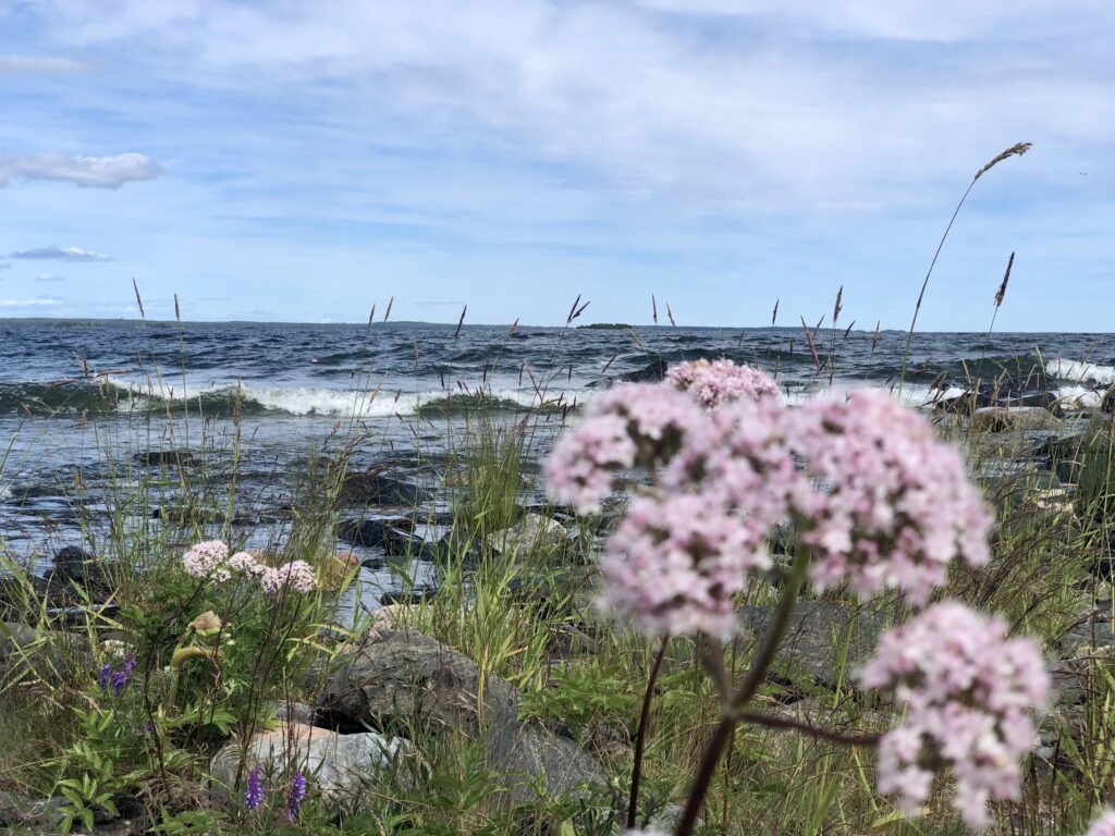Baltic Sea Skattuden
